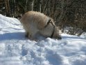 2009-01-15 10-46-57 Chienne de Philippe CGn